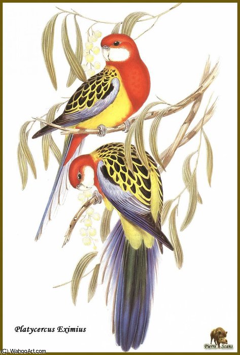 perruche omnicolore by John Gould, painted by hand in oil on linen