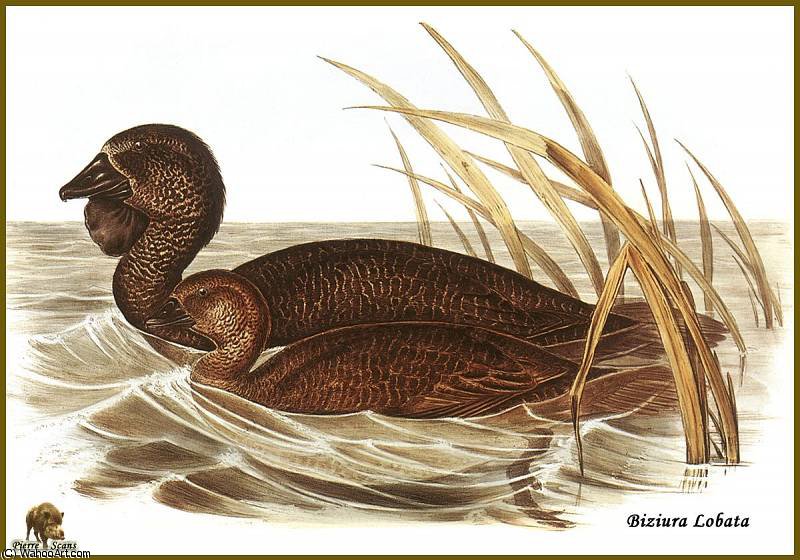 Erismature _Barbillon by John Gould, painted by hand in oil on linen
