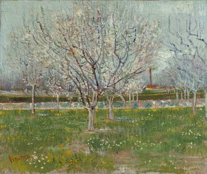 Orchard in Blossom (Apricot Trees)