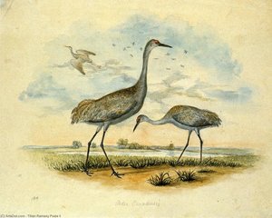 Sandhill Cranes — Titian Ramsay Peale Ii
