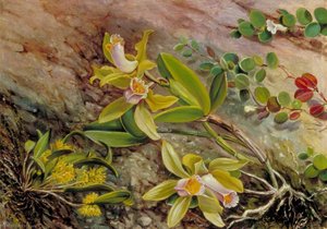 Orchids And Creeper On Water Worn Boulders In The Bay Of Rio Janeiro, Brazil — Marianne North