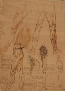 The Leg Muscles And Bones Of Man And Horse — Leonardo Da Vinci