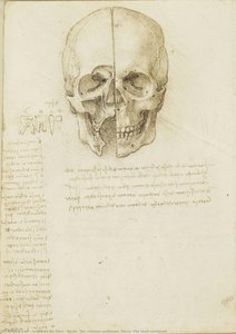 Recto: The Cranium Sectioned. Verso: The Skull Sectioned — Leonardo Da Vinci