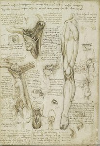 R: The Throat And The Muscles Of The Leg. V: The Bones Of The Foot And The Muscles Of The Neck — Leonardo Da Vinci