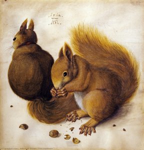 Two Squirrels — Albrecht Dürer