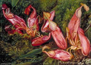 Young Pitchers and Ripe Seed Vessels of a Pitcher Plant of Java
