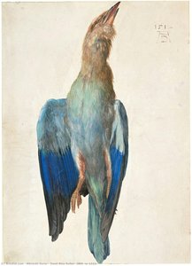 Dead Blue Roller, 1500 (or 1512) — Albrecht Dürer