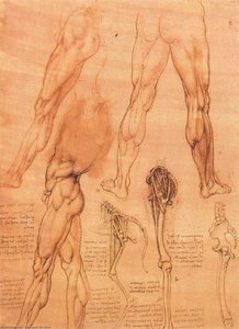 Studies Of Legs Of Man And The Leg Of A Horse — Leonardo Da Vinci