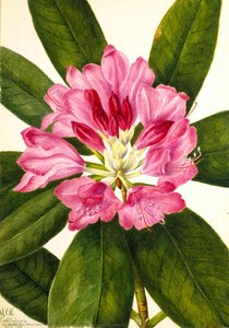 Mountain Rose Bay (rhododendron Catawbiense) — Mary Vaux Walcott
