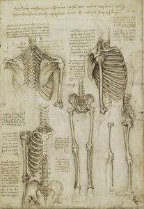 Recto: The Skeleton. Verso: The Muscles Of The Face And Arm, And The Nerves And Veins Of The Hand — Leonardo Da Vinci