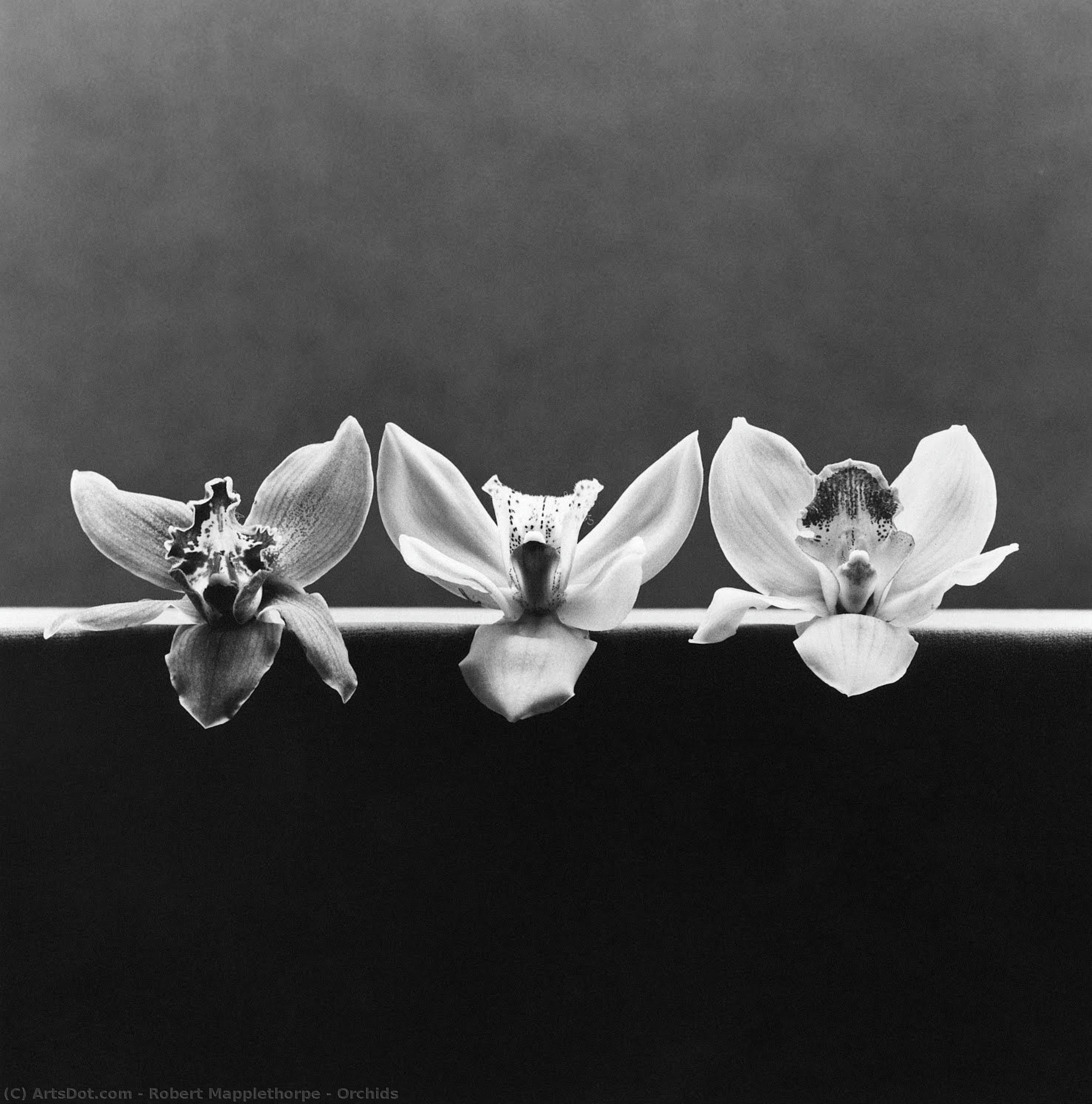 Orchids — რობერტ მეპლთორპი