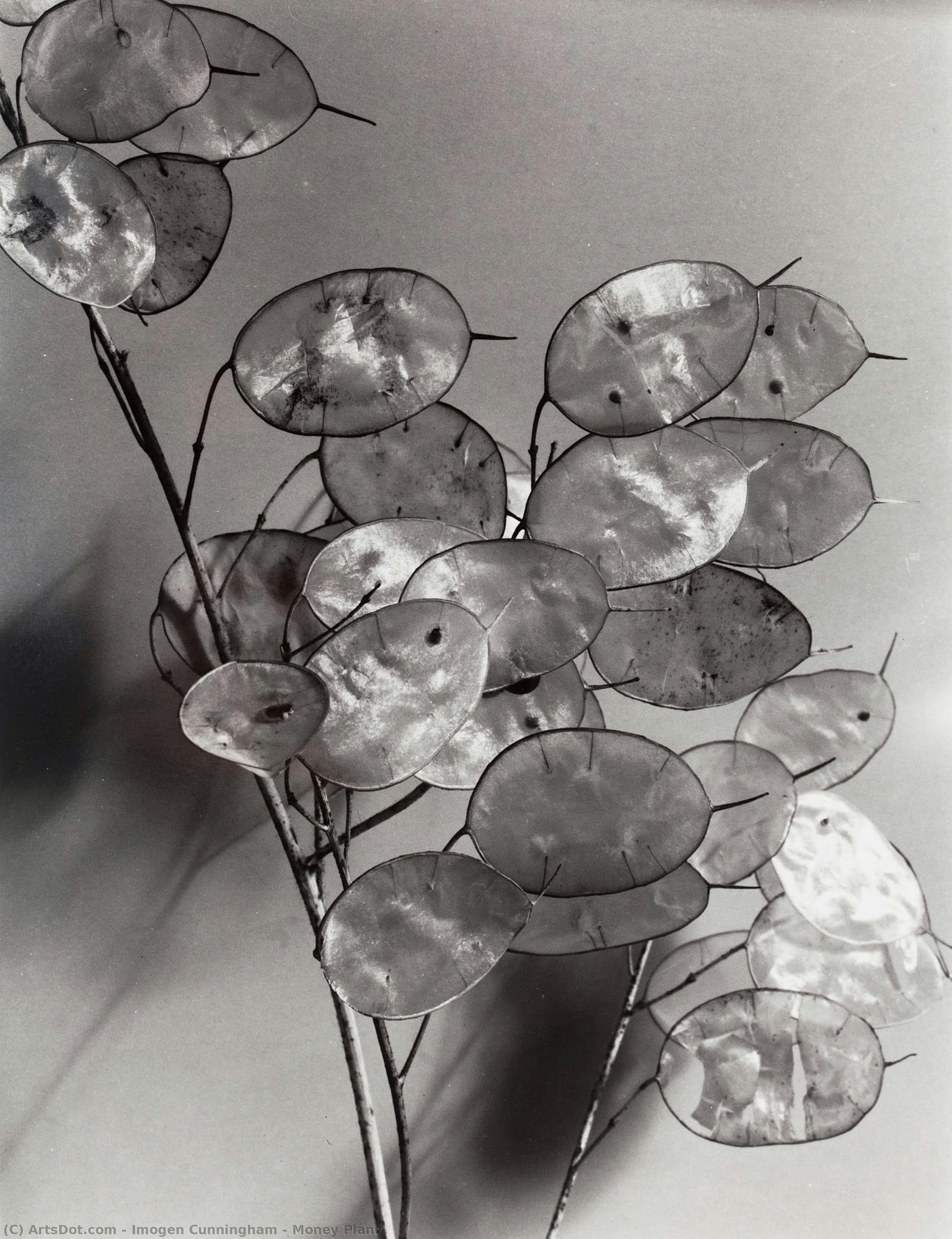 Pinigų Žole — Imogen Cunningham
