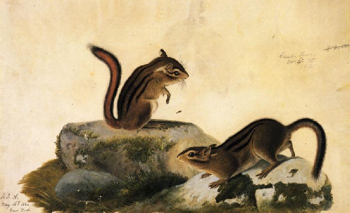 Two Ground Squirrels — John James Audubon