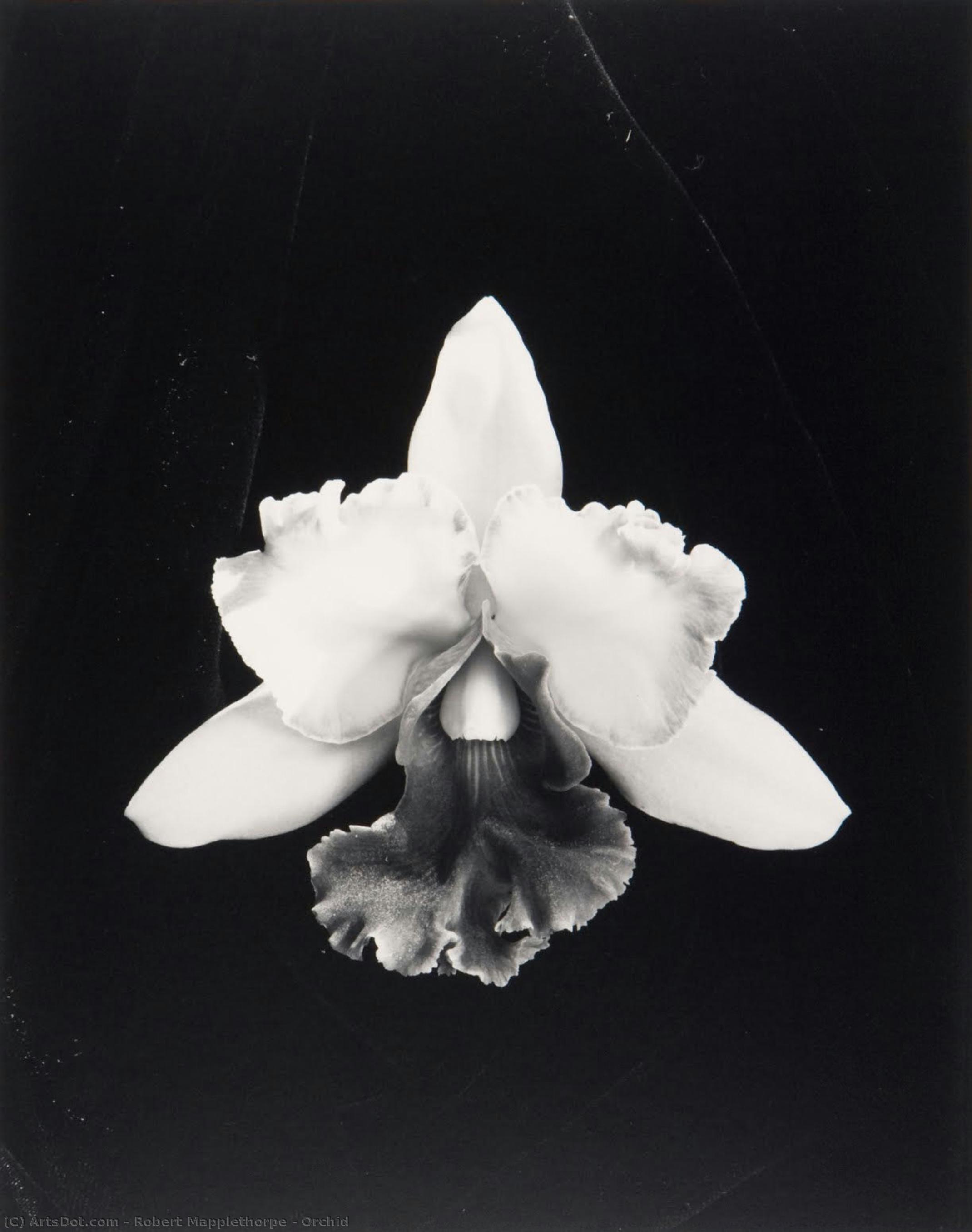 Orchid — 로버트 메이플소프