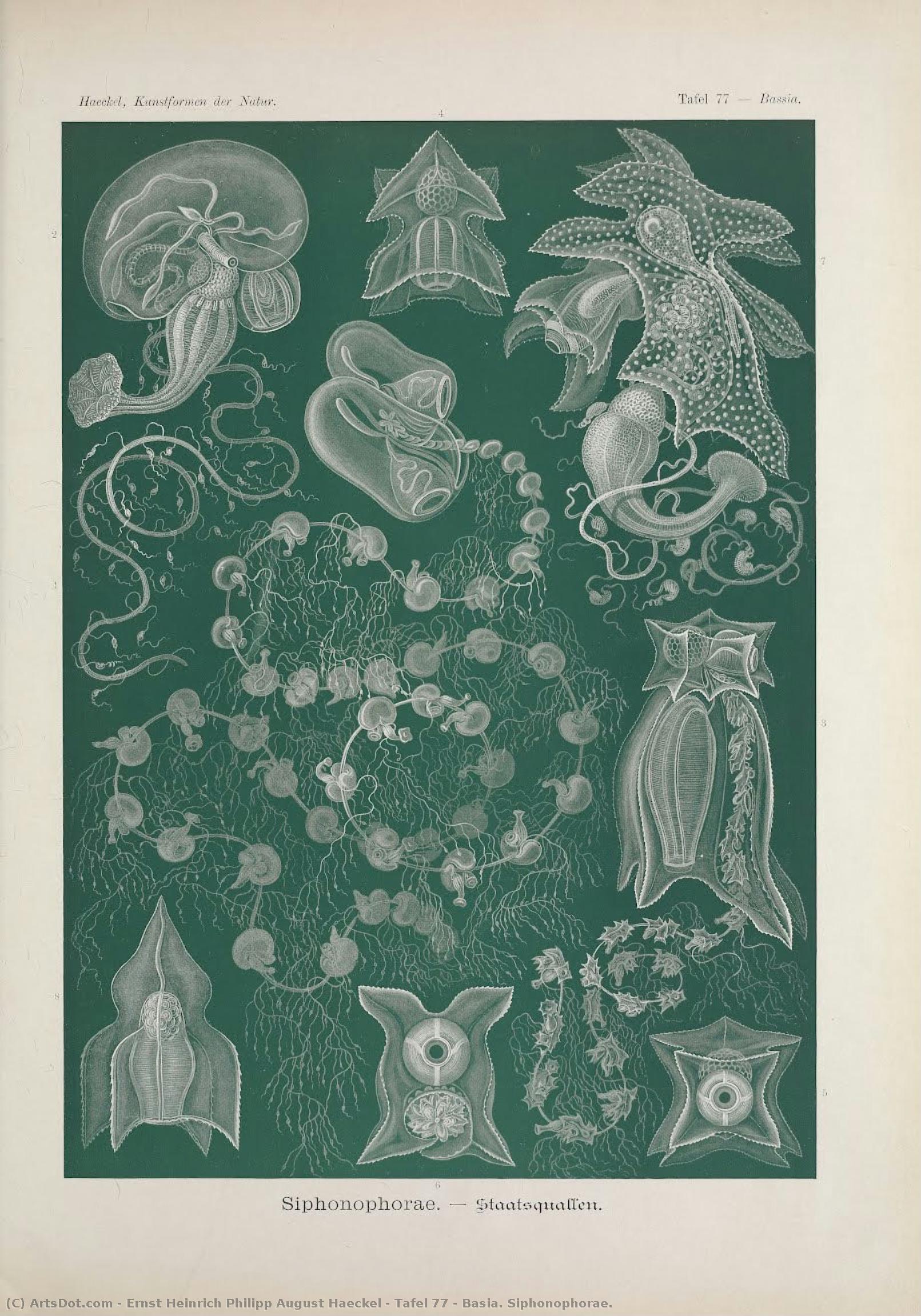 Tėlo 77 - Basia. Šlangastyrės. — Ernst Heinrich Philipp August Haeckel