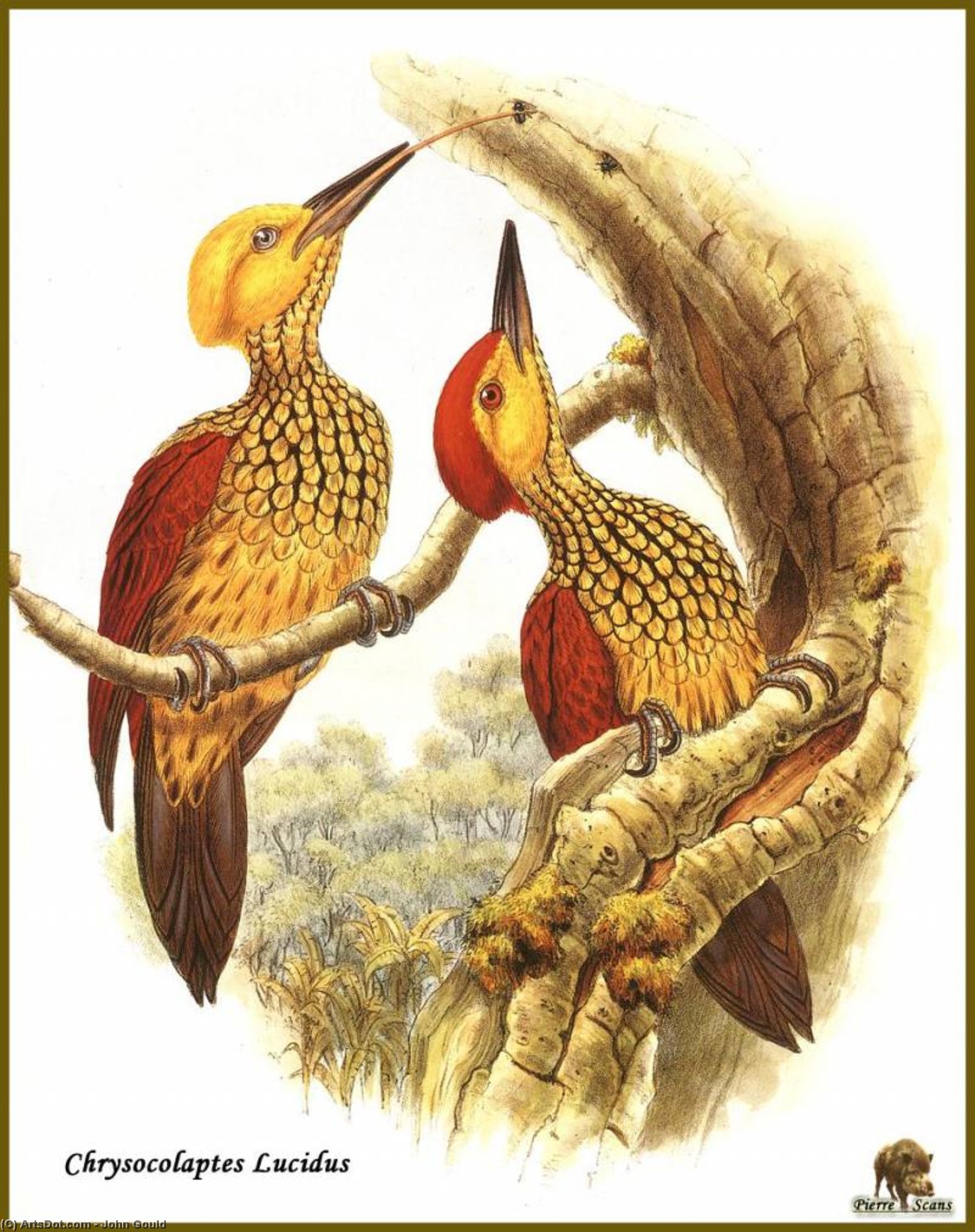 Pic Sultan — John Gould