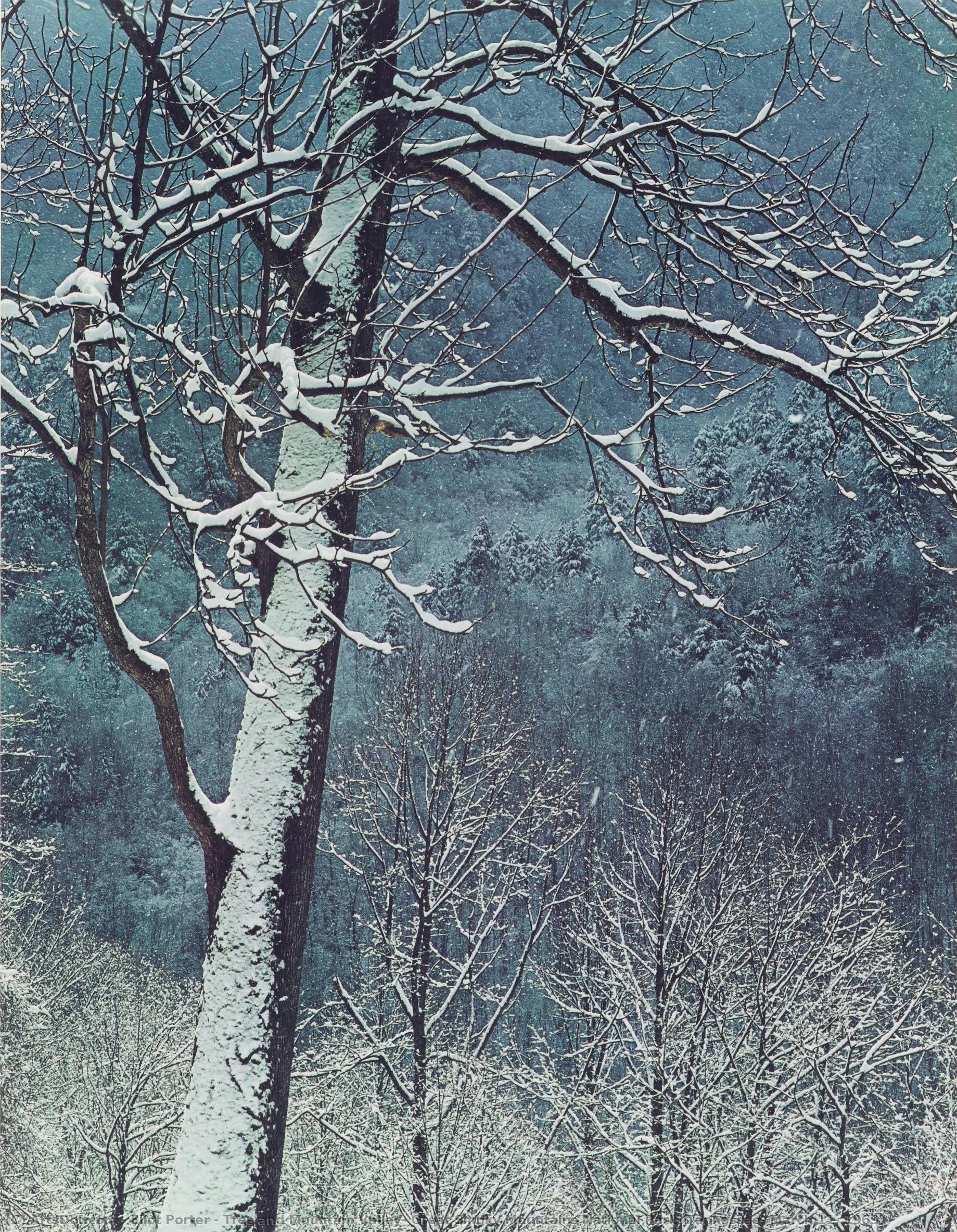 Strom A Horské Údolí — Eliot Porter