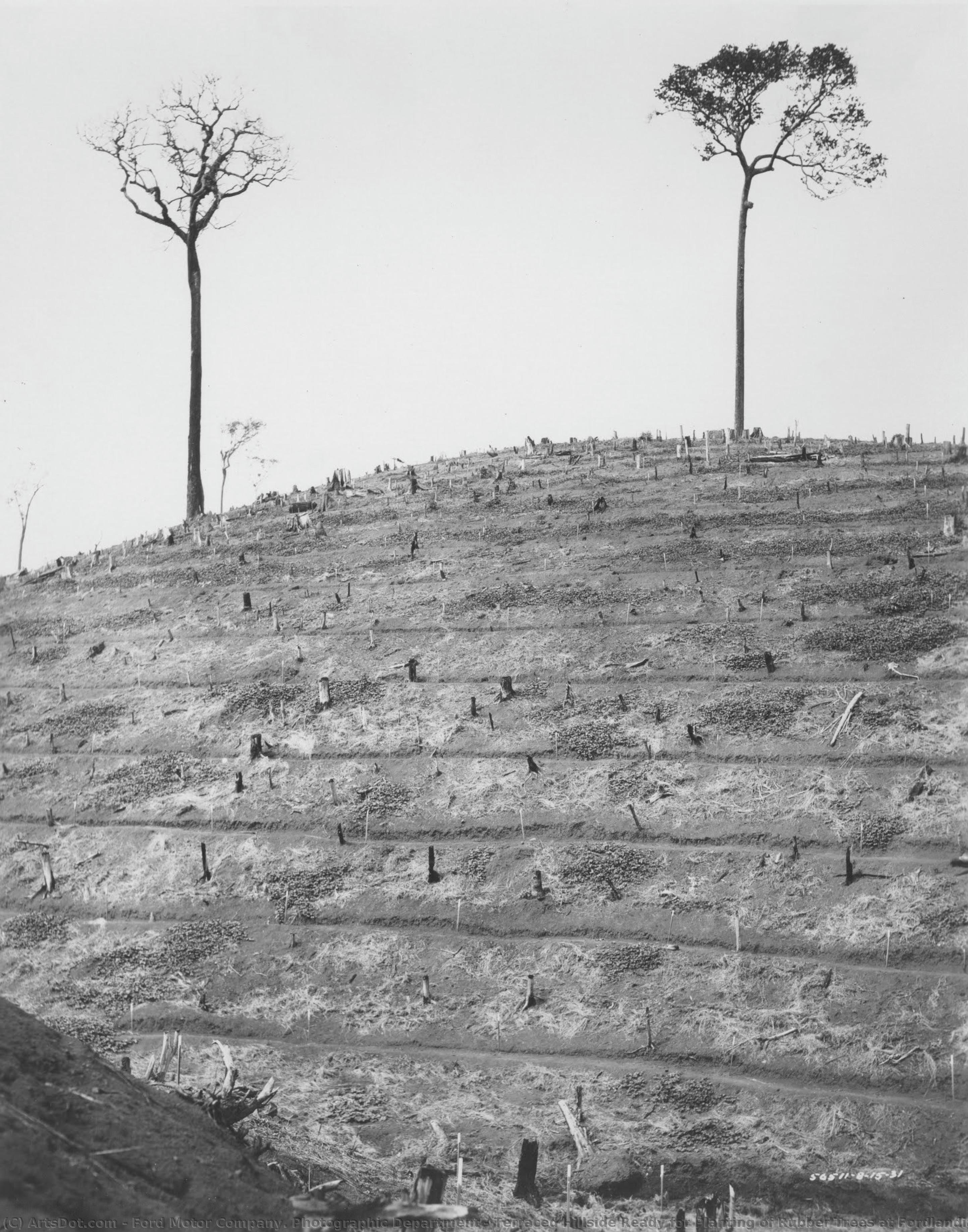 Ford Motor Company. Photographic Department, Terraced Hillside Ready for Planting of Rubber Trees at Fordlandia, Brazil…