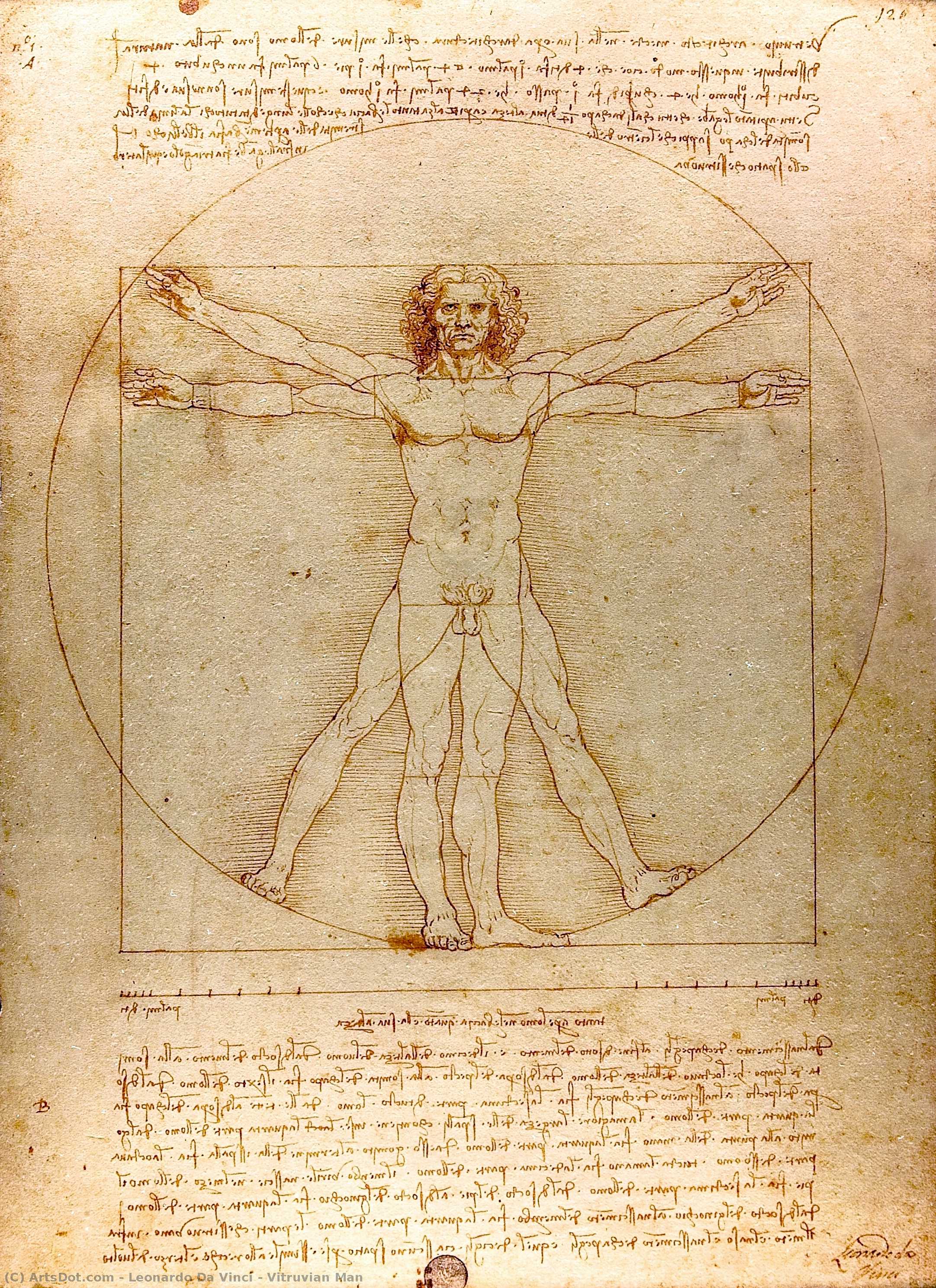 Vitruvius Menneske — Leonardo Da Vinci