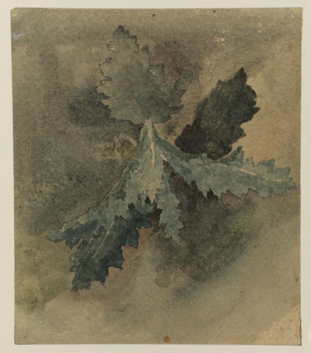 Plant Study — David Cox