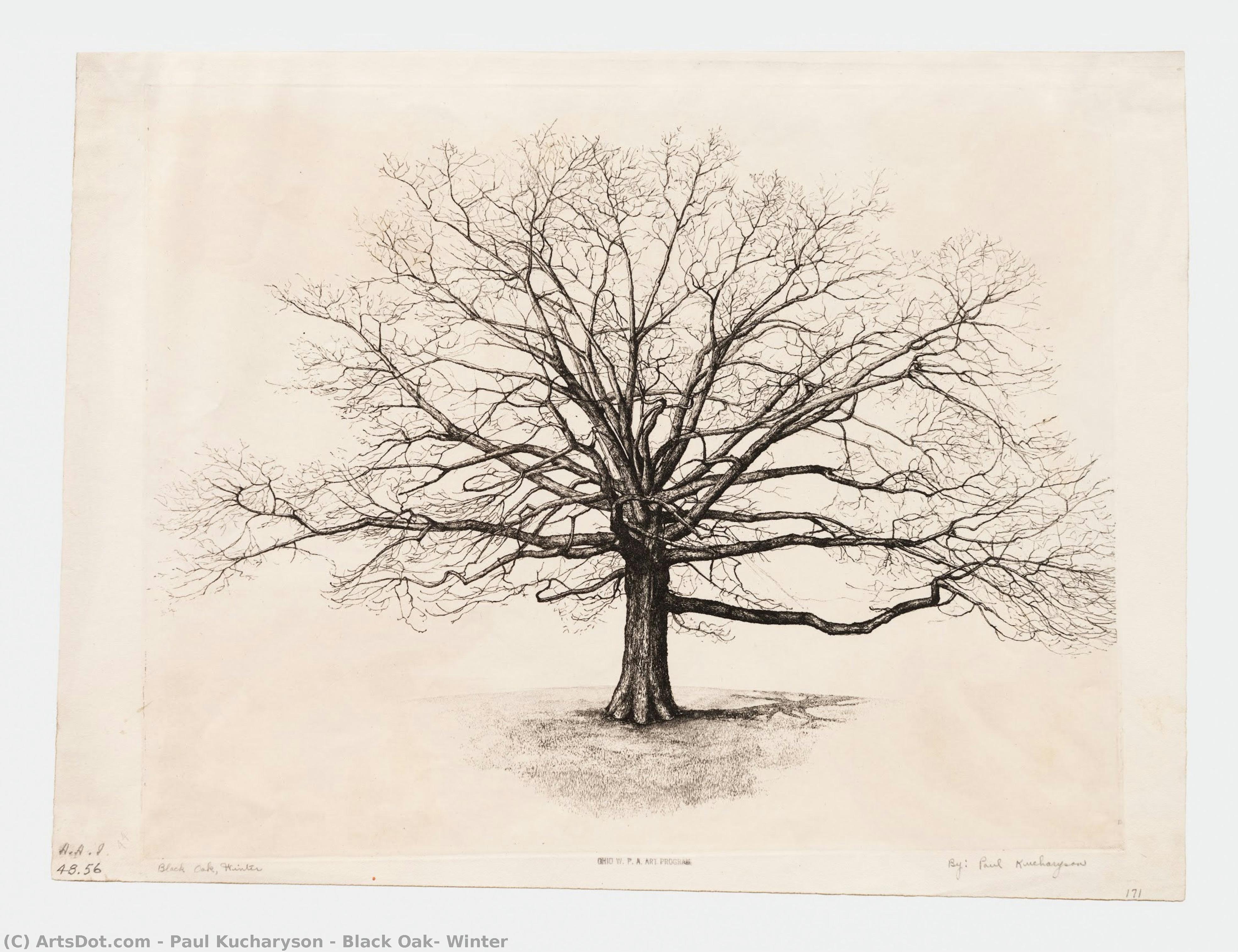 Black Oak, Winter — Paul Kucharyson