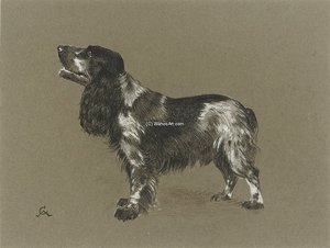 A Cocker Spaniel Awaiting A Treat