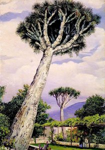Dragon Tree in the Garden of Mr Smith, Teneriffe